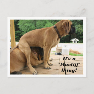 It's A "Mastiff" thing! silly English Mastiff dogs Postcard
