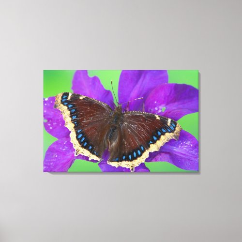 Its A Mourning Cloak Butterfly Canvas Print