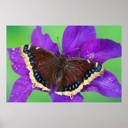 Its A Mourning Cloak Butterfly Poster