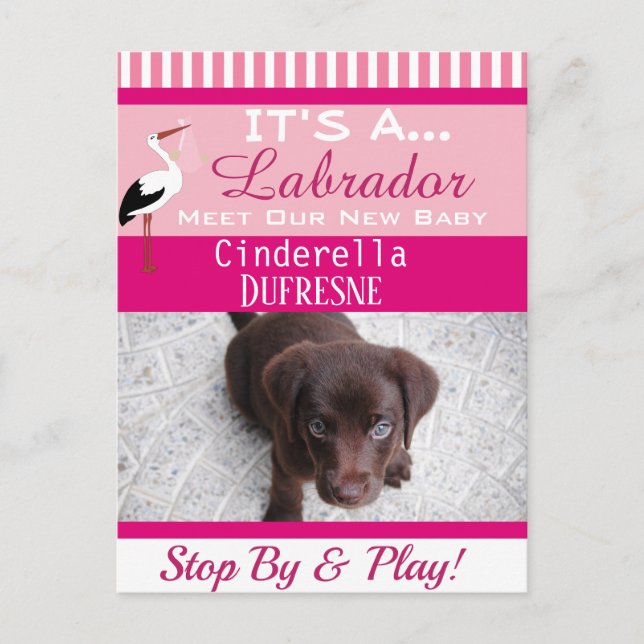 It's A "New Pet" Announcement Postcard (Front)