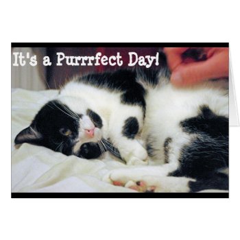 It's A Purrfect Day Card by Pictural at Zazzle