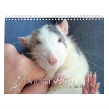 It's A Rat World Calendar 2016 by itsaratsworld at Zazzle