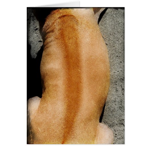 It's a ridge thing (Front)