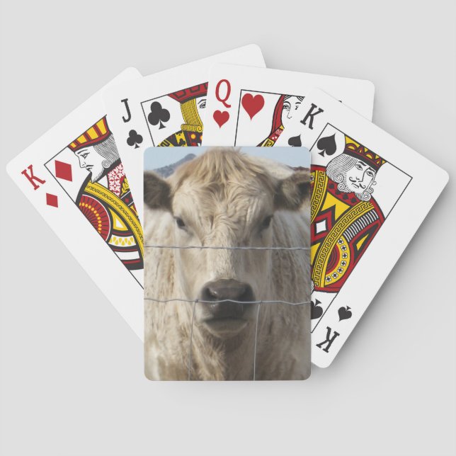 It's a Roundup Cattle Charolais Face Western Poker Cards (Back)