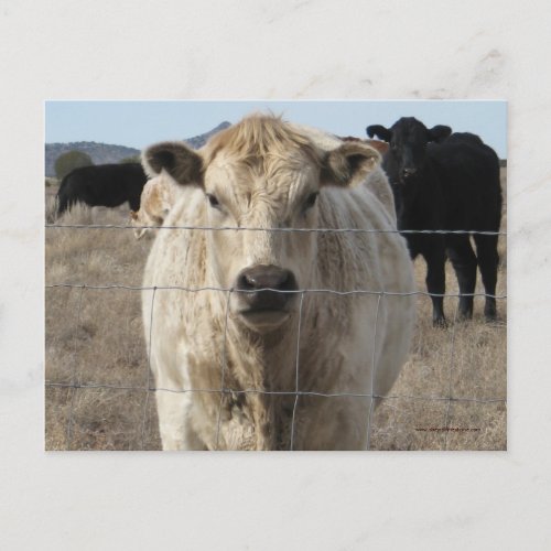 Its a Roundup Cattle _ Western Save the Date Announcement Postcard