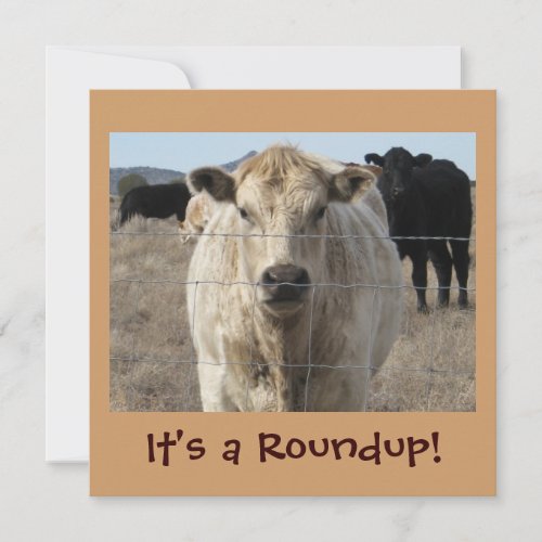 It's a Roundup! Cows - Cattle Drive Celebration Custom Announcements