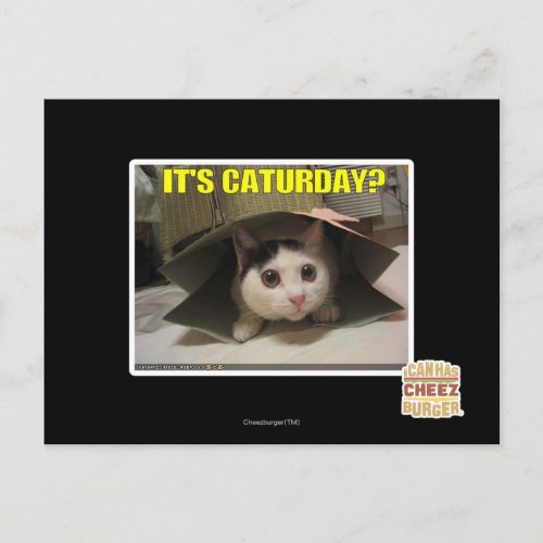 Its Caturday Postcard