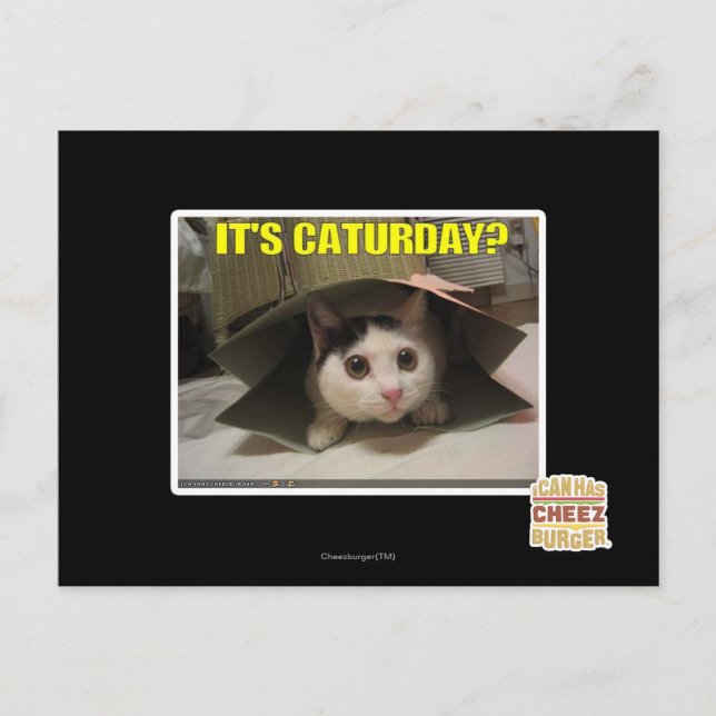 It's Caturday? Postcard (Front)