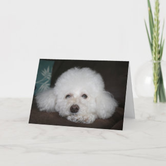 It's going to be okay Dog Card