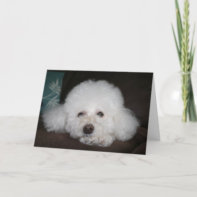 It's going to be okay Dog Card (Front)