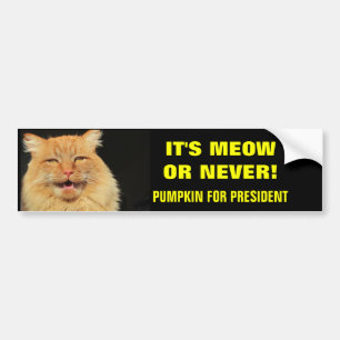 It's Meow or Never! Pumpkin for President Bumper Sticker