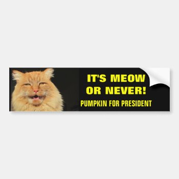 It's Meow Or Never! Pumpkin For President Bumper Sticker by talkingbumpers at Zazzle