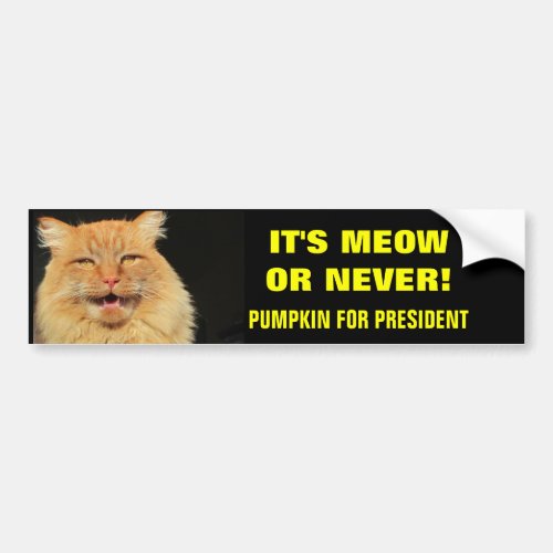 Its Meow or Never Pumpkin for President Bumper Sticker