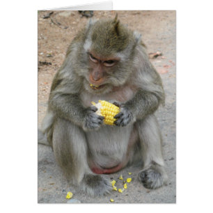 It's Mine!! ... Wild Thai Macaque Monkey Card
