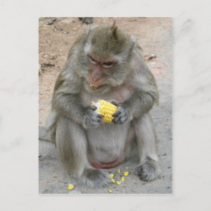 It's Mine!! ... Wild Thai Macaque Monkey Postcard