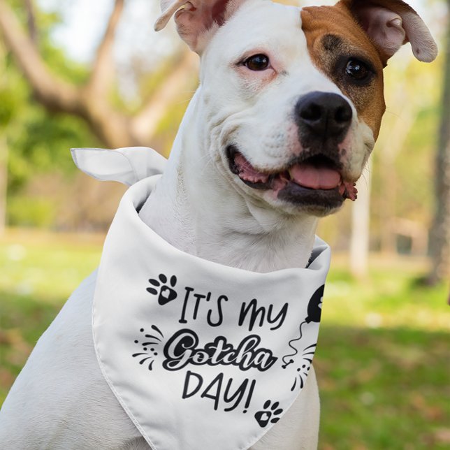 It's My Gotcha Day Typography Design Pet Bandana Collar (Creator Uploaded)