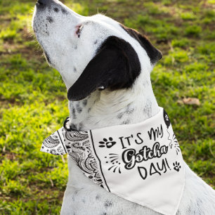 It's My Gotcha Day Typography Design Pet Bandana P Collar