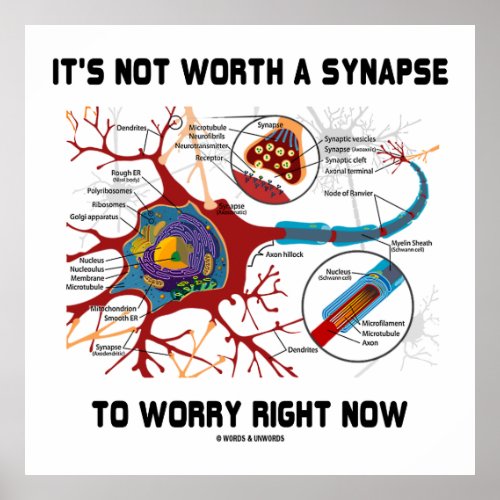 Its Not Worth A Synapse To Worry Right Now Neuron Poster