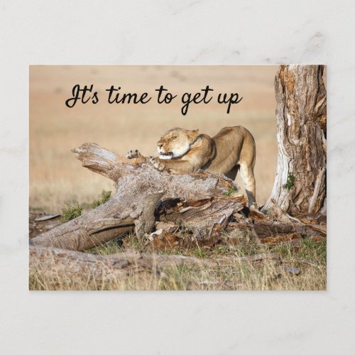 Its time to get up Lion photo with text Postcard