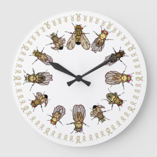 It's Time To Sort Drosophila! Large Clock