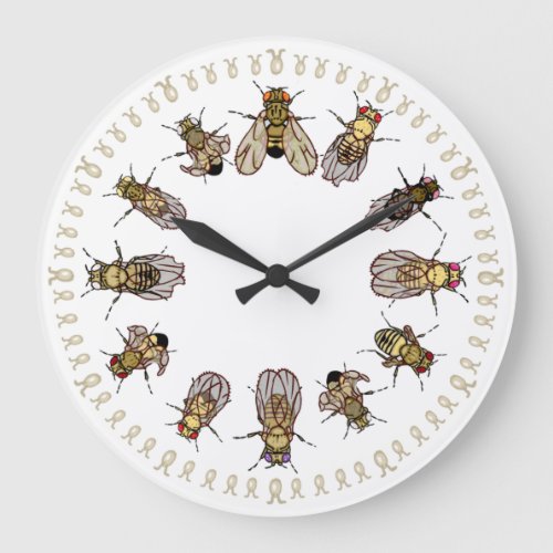 Its Time To Sort Drosophila Large Clock
