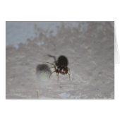 Itsy Bitsy Spider #2 (Front Horizontal)