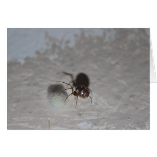 Itsy Bitsy Spider #2 Cards (Front Horizontal)