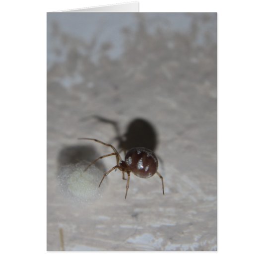 Itsy Bitsy Spider #2 Cards (Front)
