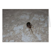Itsy Bitsy Spider #3 (Front Horizontal)