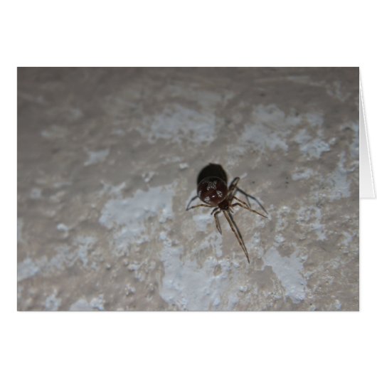 Itsy Bitsy Spider #3 (Front Horizontal)