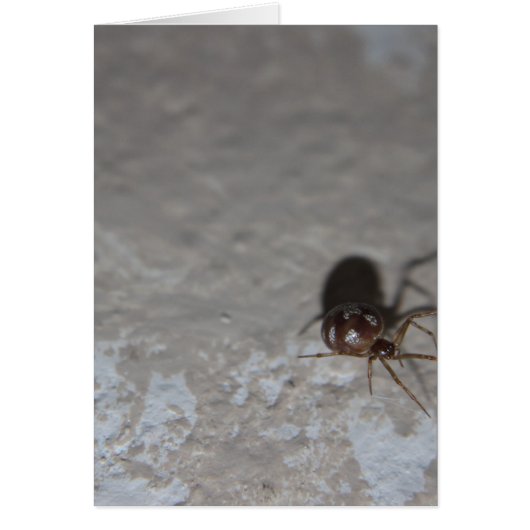 Itsy Bitsy Spider Cards (Front)