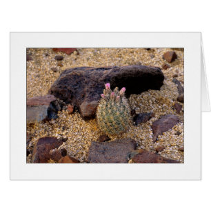"Itty Bitty Barrel Cactus"