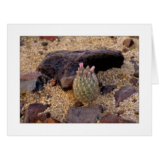 "Itty Bitty Barrel Cactus" (Front Horizontal)