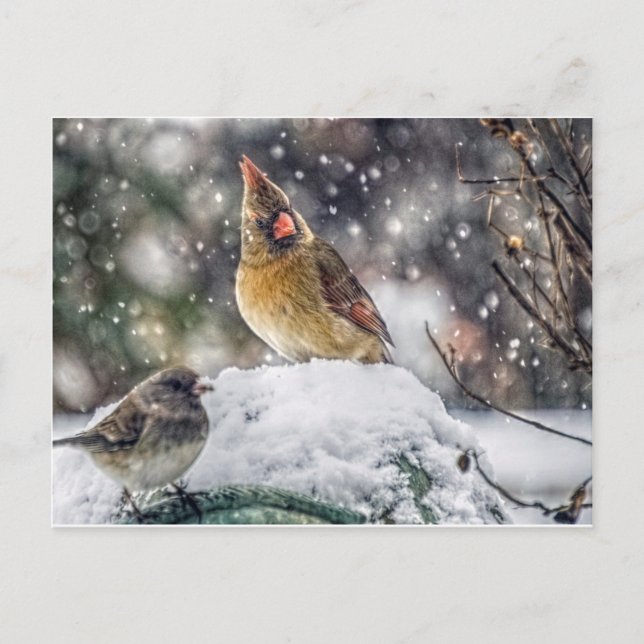 I've Got my Eye on You Postcard (Front)