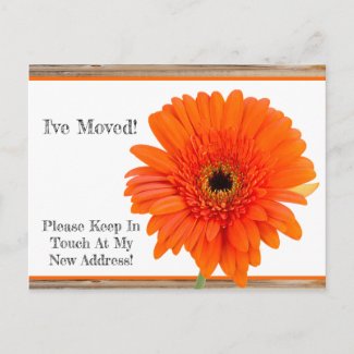 I've Moved! Orange Daisy With Wood Postcard