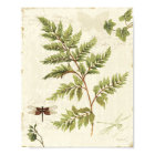Ivies and Ferns