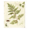 Ivies and Ferns