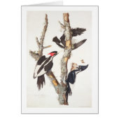 Ivory-billed Woodpecker, 1829, (print) (Front)