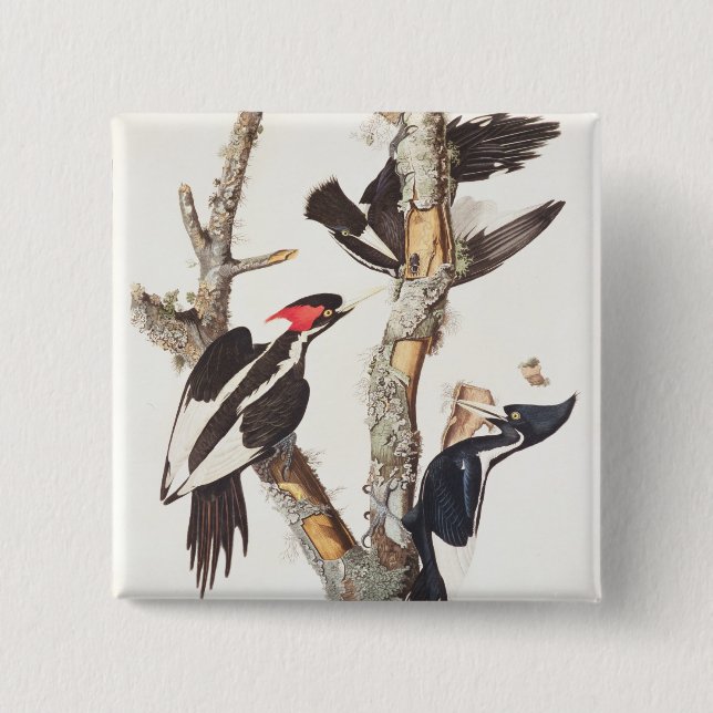 Ivory-billed Woodpecker, 1829, (print) Button (Front)