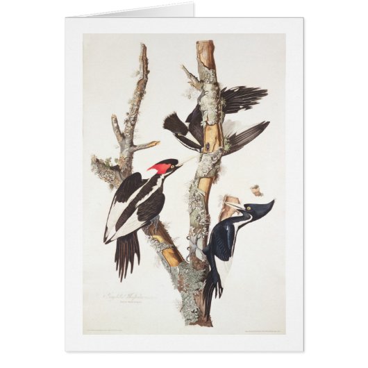 Ivory-billed Woodpecker, 1829, (print) Cards (Front)