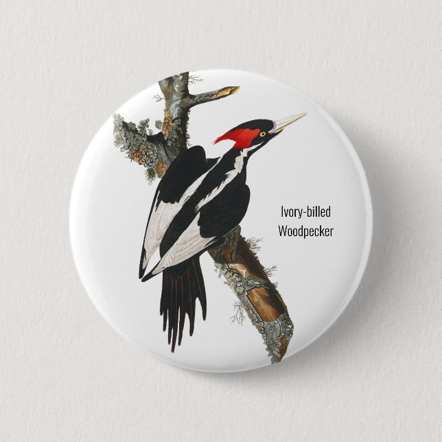 Ivory-billed Woodpecker, Audubon, Birding Attire, Button (Front)
