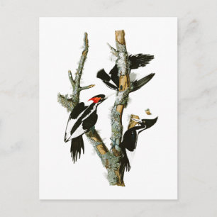 Ivory-billed Woodpecker Audubon Birds of America Postcard