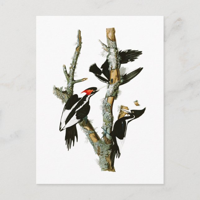 Ivory-billed Woodpecker Audubon Birds of America Postcard (Front)
