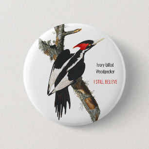 Ivory-billed Woodpecker, Audubon, I Still Believe, Button