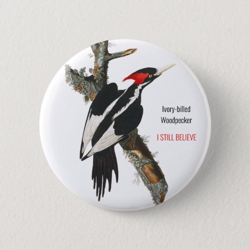 Ivory_billed Woodpecker Audubon I Still Believe Button