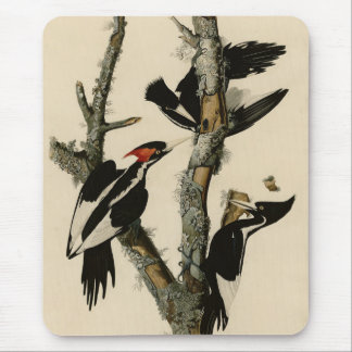Ivory-billed Woodpecker Audubon's Birds of America Mouse Pad