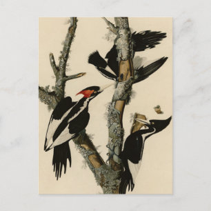 Ivory-billed Woodpecker Audubon's Birds of America Postcard
