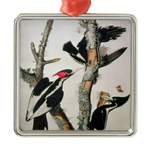Ivory-billed Woodpecker, from 'Birds of America' Metal Ornament