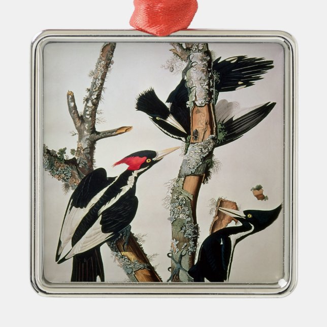 Ivory-billed Woodpecker, from 'Birds of America' Metal Ornament (Front)