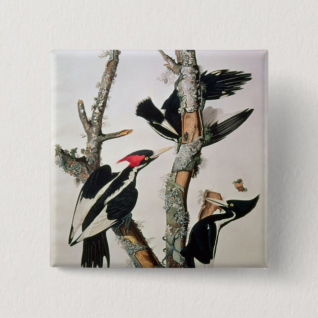 Ivory-billed Woodpecker, from 'Birds of America' Pinback Button (Front)
